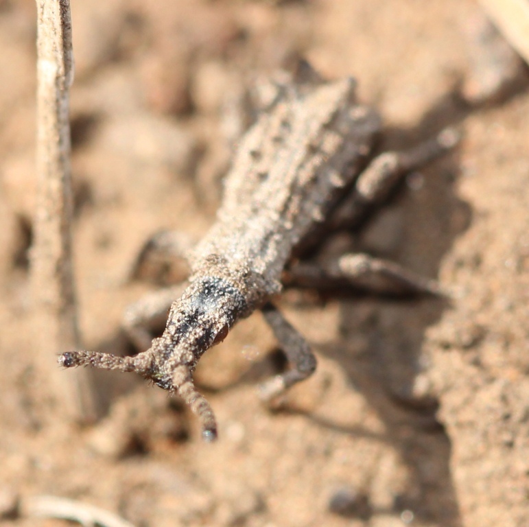 Microcerinae
