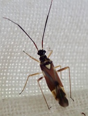 Cyllecoris histrionius