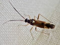 Cyllecoris histrionius