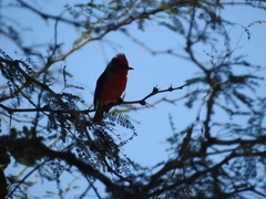 Pyrocephalus rubinus