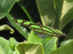 Philaethria wernickei