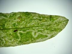 Agromyzidae