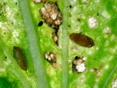 Agromyzidae