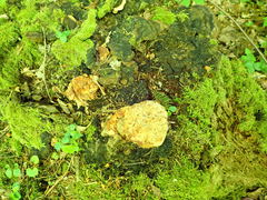 Gloeophyllum odoratum