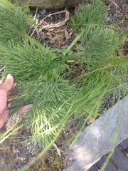 Aciphylla dieffenbachii