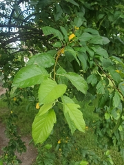 Malus × dawsoniana