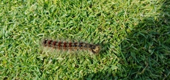 Lymantria dispar