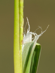 Glyceria notata