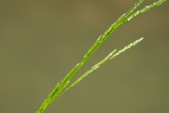 Glyceria notata