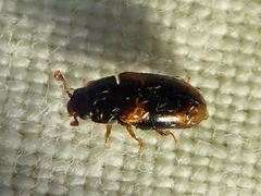 Dacne quadrimaculata