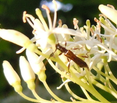 Molorchus umbellatarum