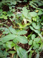 Arachis duranensis