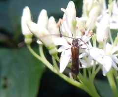 Molorchus umbellatarum