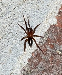 Gnaphosa sericata