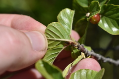 Frangula rupestris