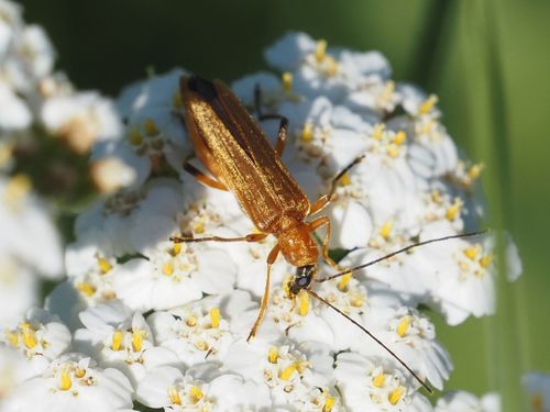 Oedemera podagrariae photo 2