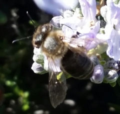 Apis mellifera