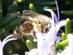 Apis mellifera
