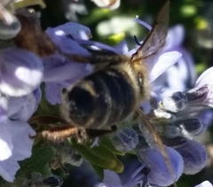 Apis mellifera