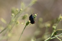 Canthophorus melanopterus