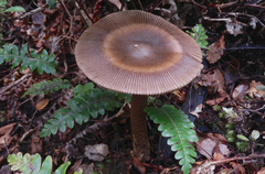 Amanita pekeoides image