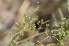 Canthophorus melanopterus