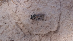 Laphystia texensis