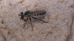 Laphystia texensis