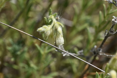 Onosma echioides dalmatica
