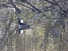 Lophodytes cucullatus