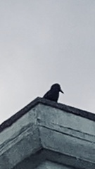 Corvus corone