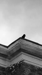 Corvus corone