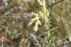 Onosma echioides dalmatica