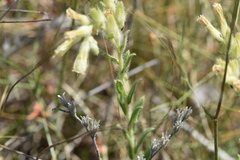 Onosma echioides dalmatica