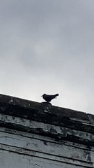Corvus corone
