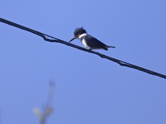 Megaceryle alcyon