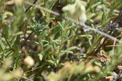 Onosma echioides dalmatica