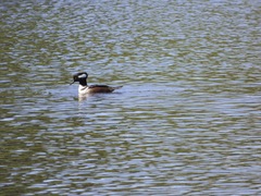 Lophodytes cucullatus