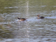 Lophodytes cucullatus