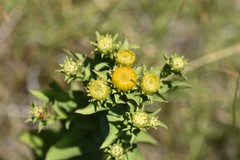 Pentanema spiraeifolium