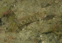 Favonigobius lateralis