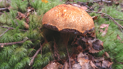 Austroboletus