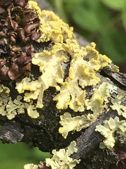 Vulpicida canadensis