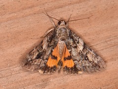 Catocala micronympha