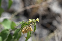 Vincetoxicum hirundinaria adriaticum