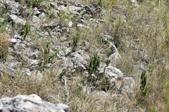 Vincetoxicum hirundinaria adriaticum