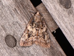 Catocala micronympha