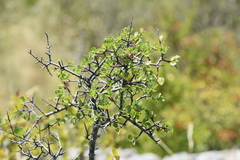 Rhamnus × intermedia