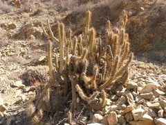 Eulychnia taltalensis