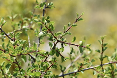 Rhamnus × intermedia